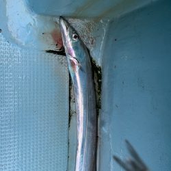 今シーズン最後のタチウオ釣りに行ってきました