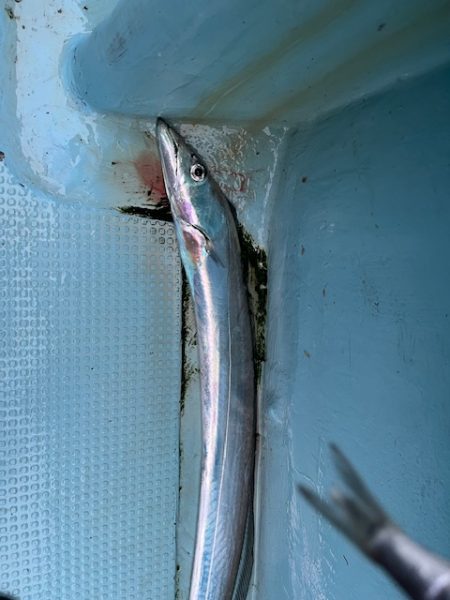 今シーズン最後のタチウオ釣りに行ってきまし…