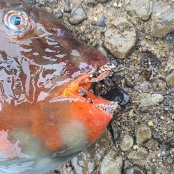 和歌山市江（吉丸渡船）でグレ釣り