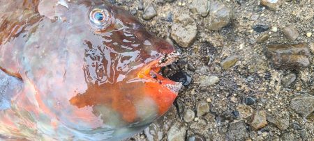 和歌山市江（吉丸渡船）でグレ釣り