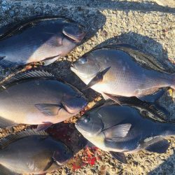 和歌山市江(吉丸渡船)でグレ釣り