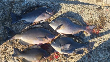 和歌山市江(吉丸渡船)でグレ釣り
