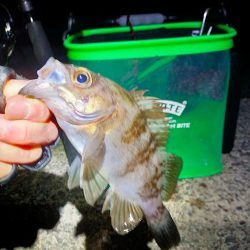 鯵道5G_72Hでフロートアジングに初挑戦