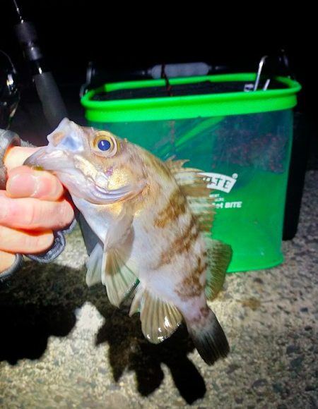 鯵道5G_72Hでフロートアジングに初挑戦