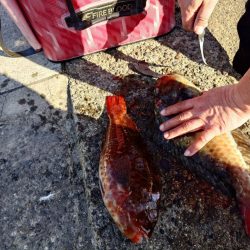 和歌山市江（吉丸渡船）でグレ釣り