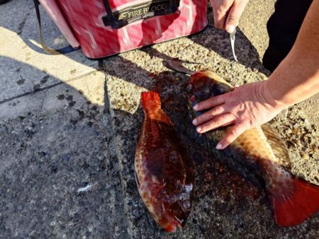 和歌山市江（吉丸渡船）でグレ釣り