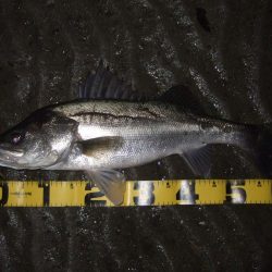 今年初シーバス釣行で…