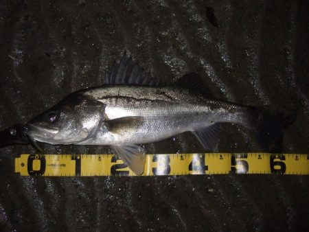 今年初シーバス釣行で…