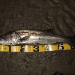 1バイトが貴重な厳寒期