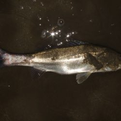 ボラが増えてきた