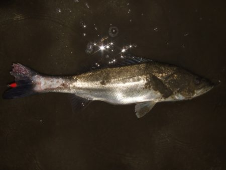 ボラが増えてきた