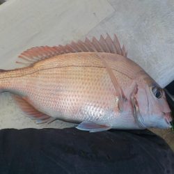 メバルサビキ第2戦