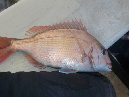 メバルサビキ第2戦