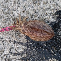 コウイカエギングえ