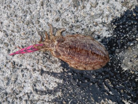 コウイカエギングえ