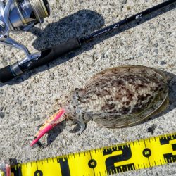 コウイカエギング