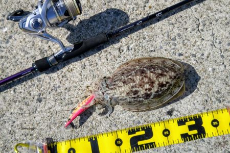 コウイカエギング