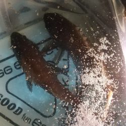 メバルシーズン到来