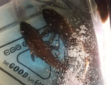 メバルシーズン到来