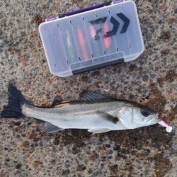 今年初めての釣果です フッコ2匹