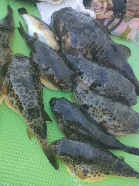 カットウフグ☆えさ政より