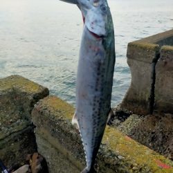 今年初のサゴシ