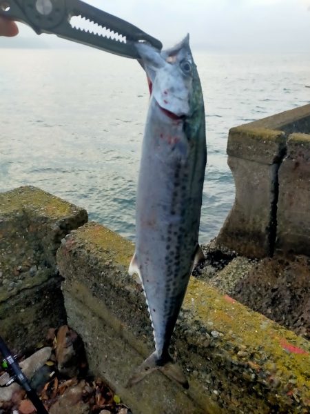 今年初のサゴシ