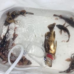 極寒のウキ釣り