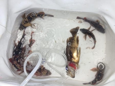 極寒のウキ釣り