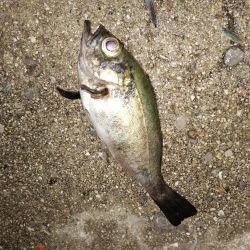 久しぶりの釣りはメバル