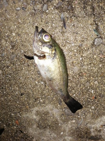 久しぶりの釣りはメバル
