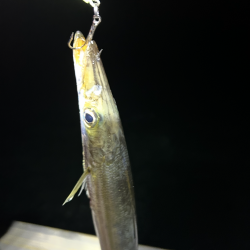 ★★カマス入れ掛で楽し過ぎ★★