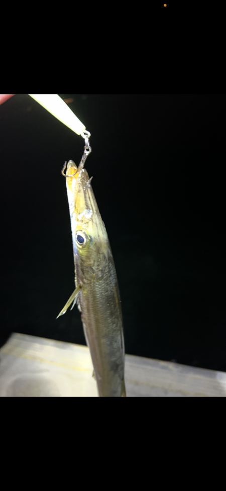 ★★カマス入れ掛で楽し過ぎ★★