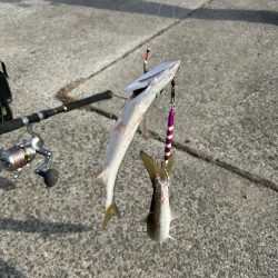 今日もカマスは爆釣でした