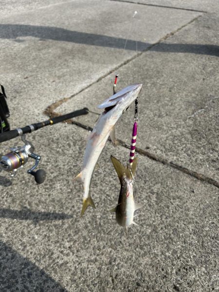 今日もカマスは爆釣でした