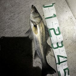 ナイトアフターシーバス