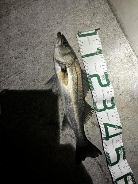 ナイトアフターシーバス