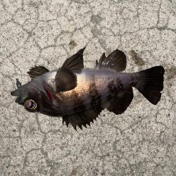 今年初のメバリング