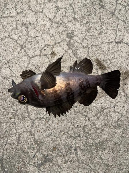 今年初のメバリング