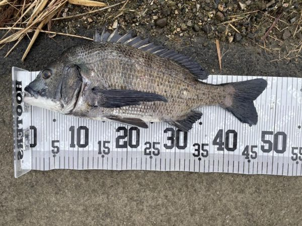 イチノ兄弟、釣果！