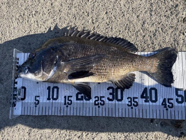 イチノ兄弟、釣果！