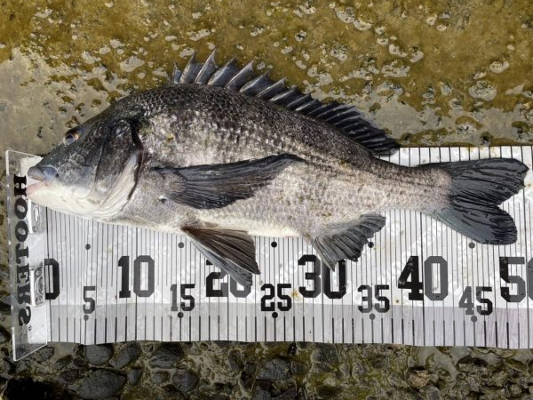 イチノ兄弟、釣果！