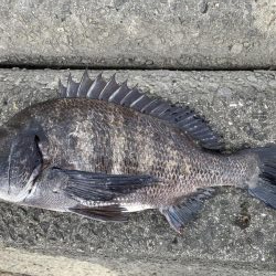 イチノ兄弟、釣果!