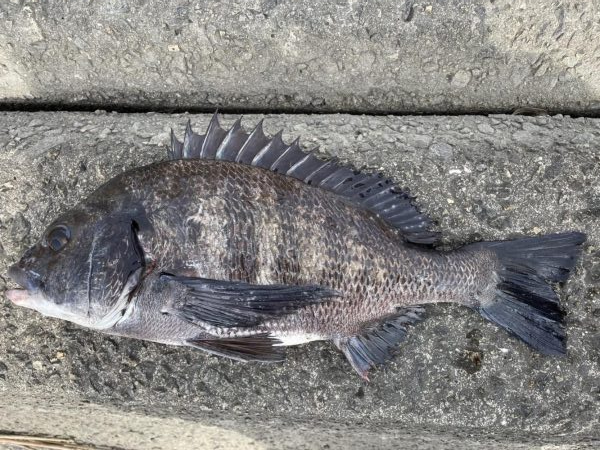 イチノ兄弟、釣果！