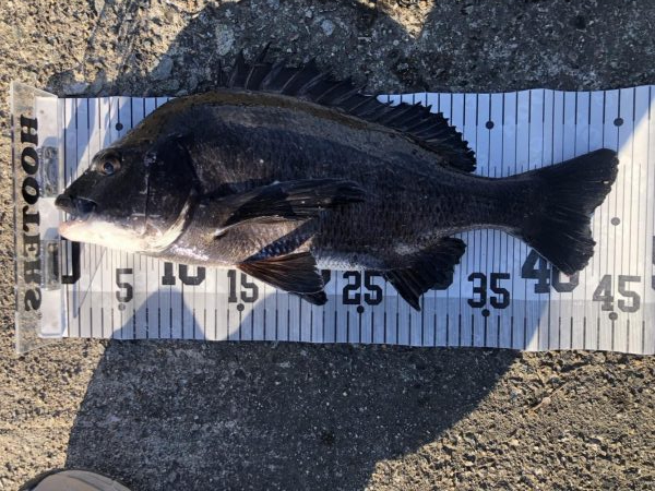 イチノ兄弟、釣果！