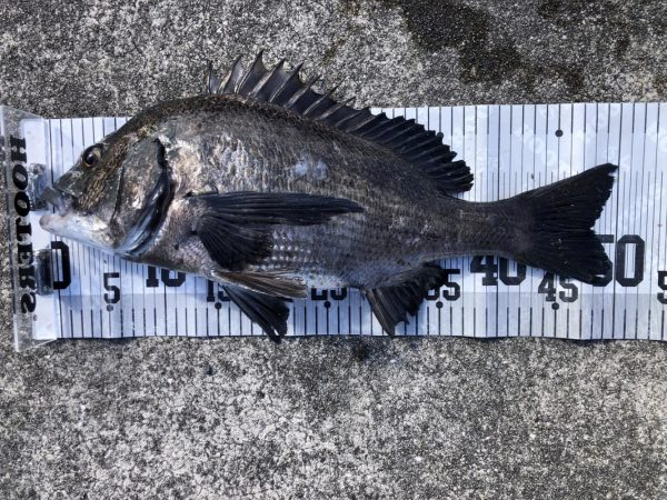 イチノ兄弟、釣果！