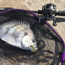 デイチニング始動