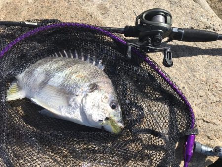 デイチニング始動