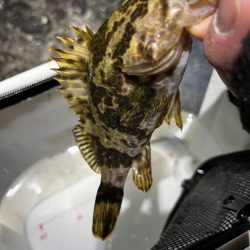 メバリング。。。?