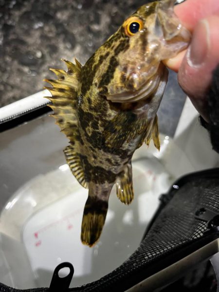 メバリング。。。?